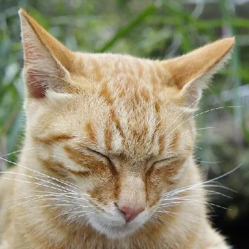 Community service abroad