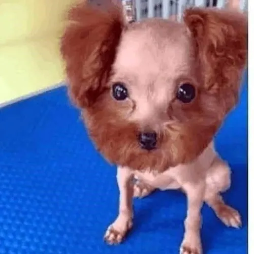 Dog Barbershop