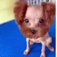 Dog Barbershop