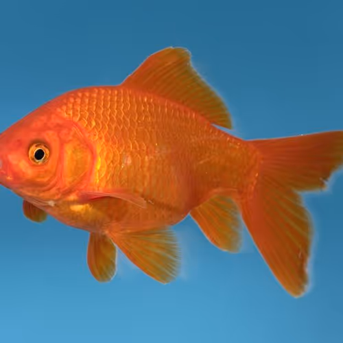 asa