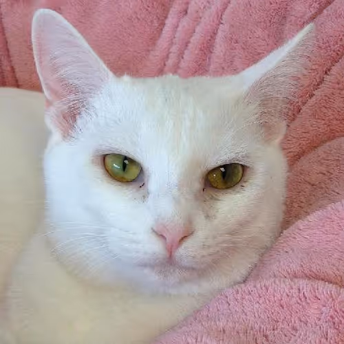 Creative expression exploration