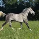 Racer