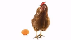 Chivalry and valor recounting