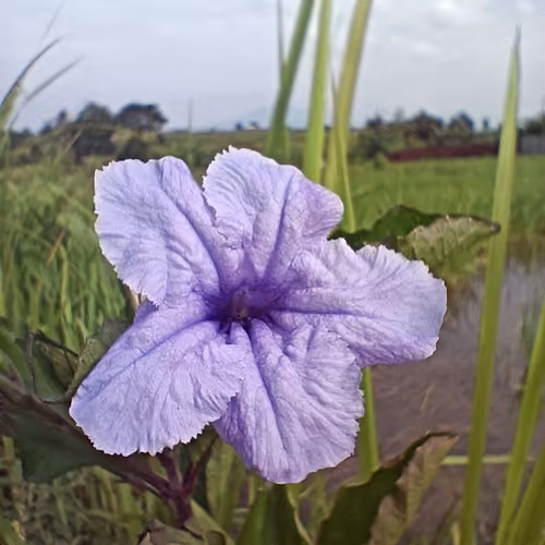 somniaflower