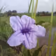 somniaflower