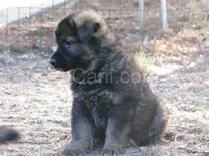 Human rights activism