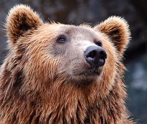 tigewr bear