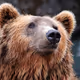 tigewr bear