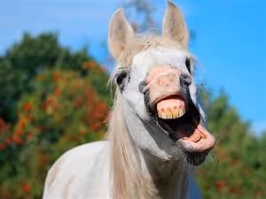 Desert oasis retreats