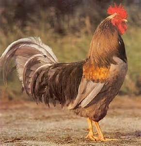 Living with local families