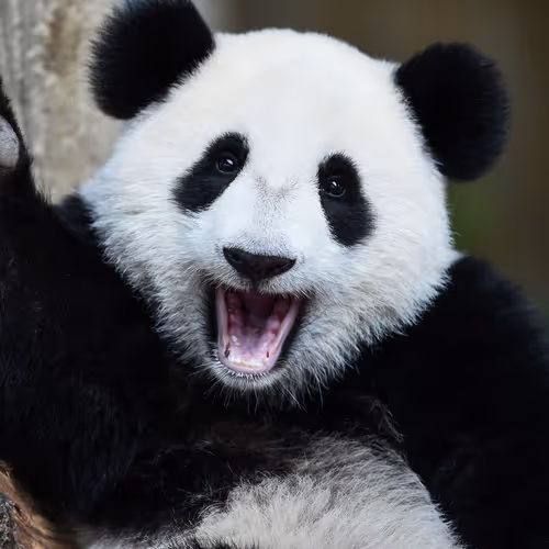 PandaSomni