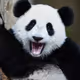 PandaSomni