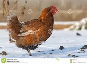 Skydiving thrill seekers