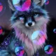 Somnia Dreamer Again