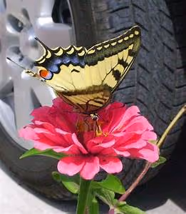 African safari adventures