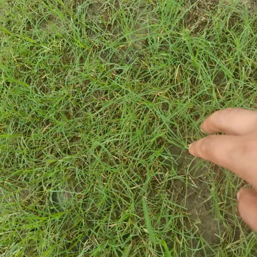 tyj