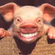 pig coin