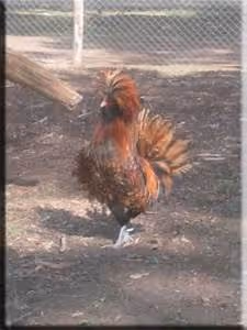 Holistic rejuvenation escapes