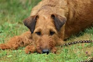 Visionary leadership skills