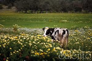 Cooking classes abroad