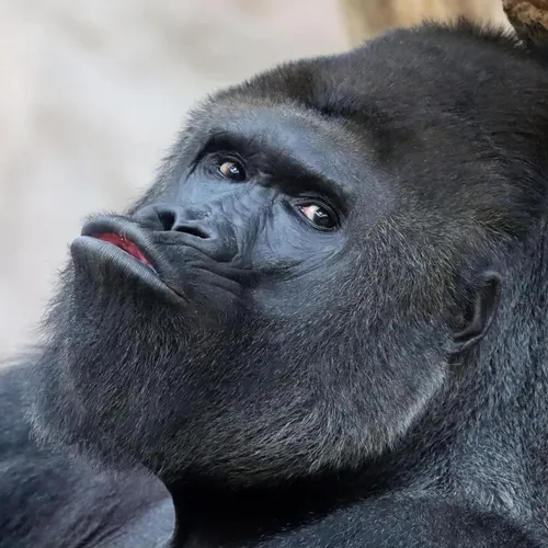 GorillaSomi