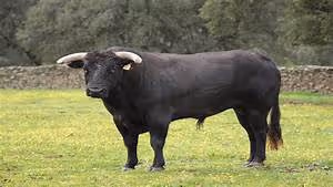 Amazon rainforest exploration