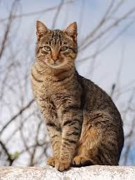 CleverTiger