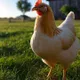 somchicken