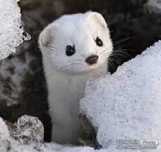snow