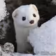 vsdj
