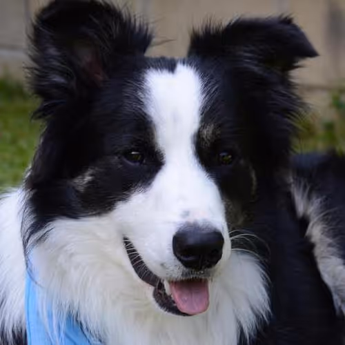 Fluency through immersion