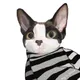 Somnia cat