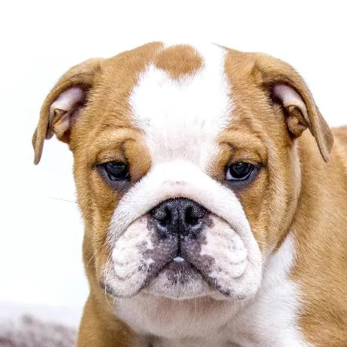 Marine biodiversity exploration