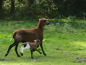 Green lifestyle adoption