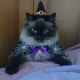 Marsi