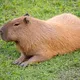 Capybara