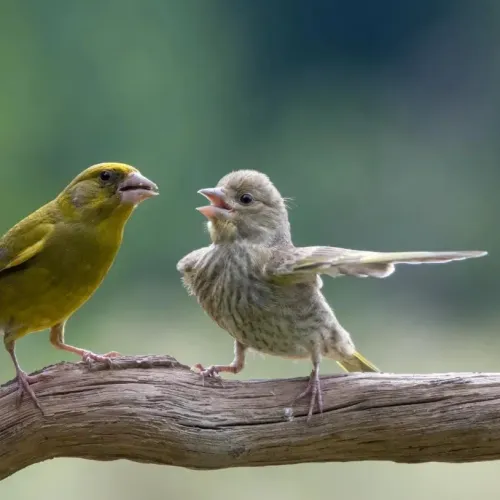 Somniacs Morning Routine