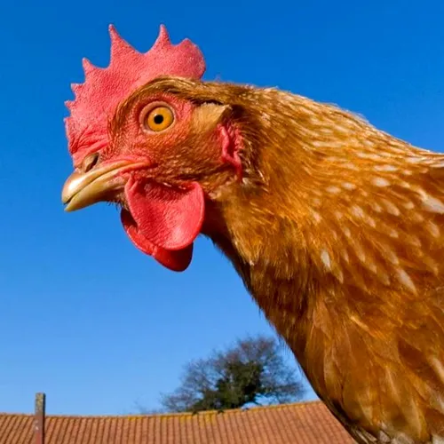 Chicken