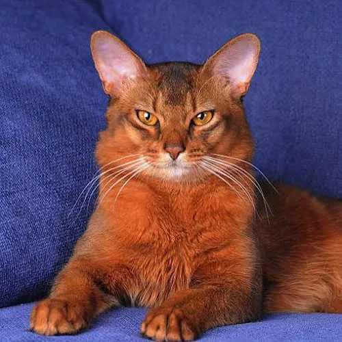 Somniacat
