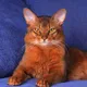 Somniacat