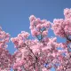 bloom season