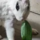 Bnuy