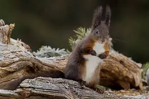 Aerial perspectives captured