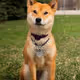 kiro