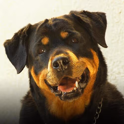 Preserving cultural heritage