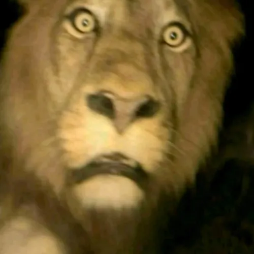 wen