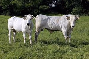 Samurai warriors honor