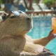 Chilling Capybara