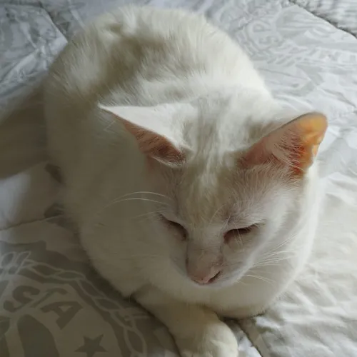 Gandalf on Somnia
