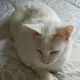 Gandalf on Somnia